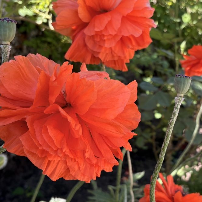 Mohn ©BlumenSturm